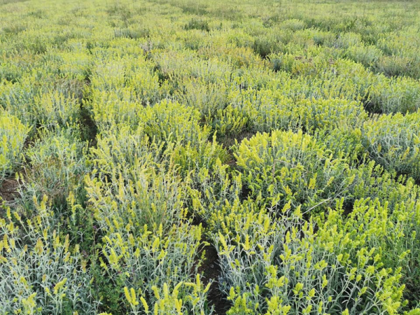 Griechischer BIO Bergtee (Tsai Bounou) Sideritis